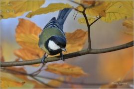 <p>SÝKORA KOŇADRA (Parus major) ------- /Great tit - Kohlmeise/</p>